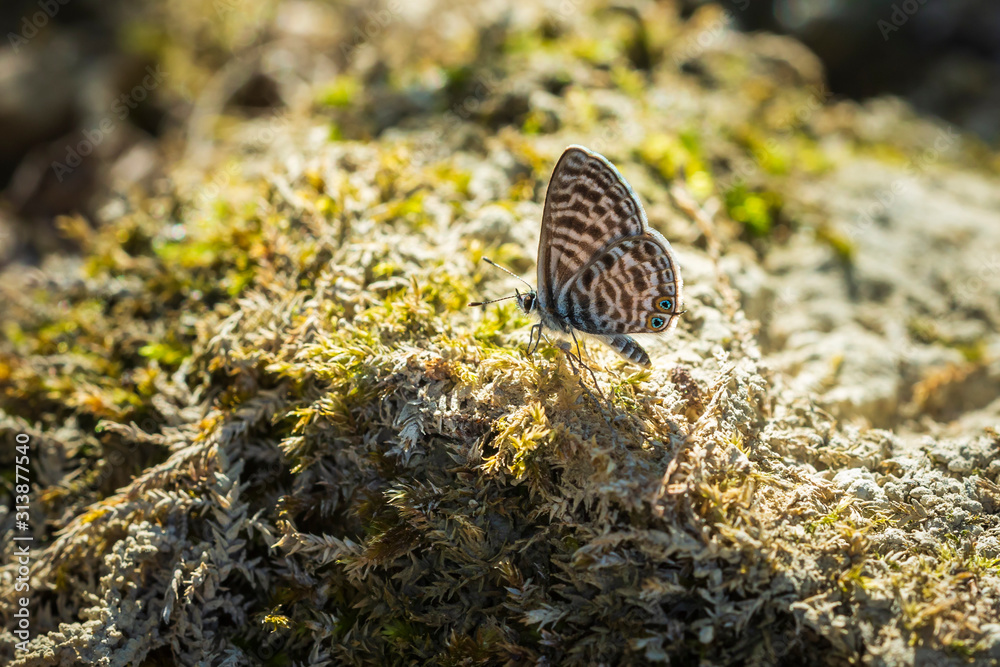 pea blue or long-tailed blue butterfly, Lampides boeticus, resting pea blue or long-tailed blue butterfly, Lampides boeticus, resting