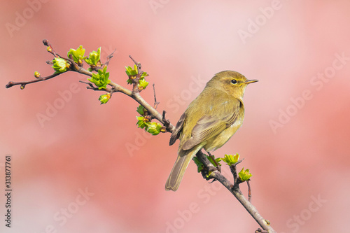 Fototapeta Willow warbler bird, Phylloscopus trochilus, singing