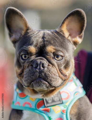 Blue and Tan French Bulldog male closeup. Off-leash dog park in Northern California.