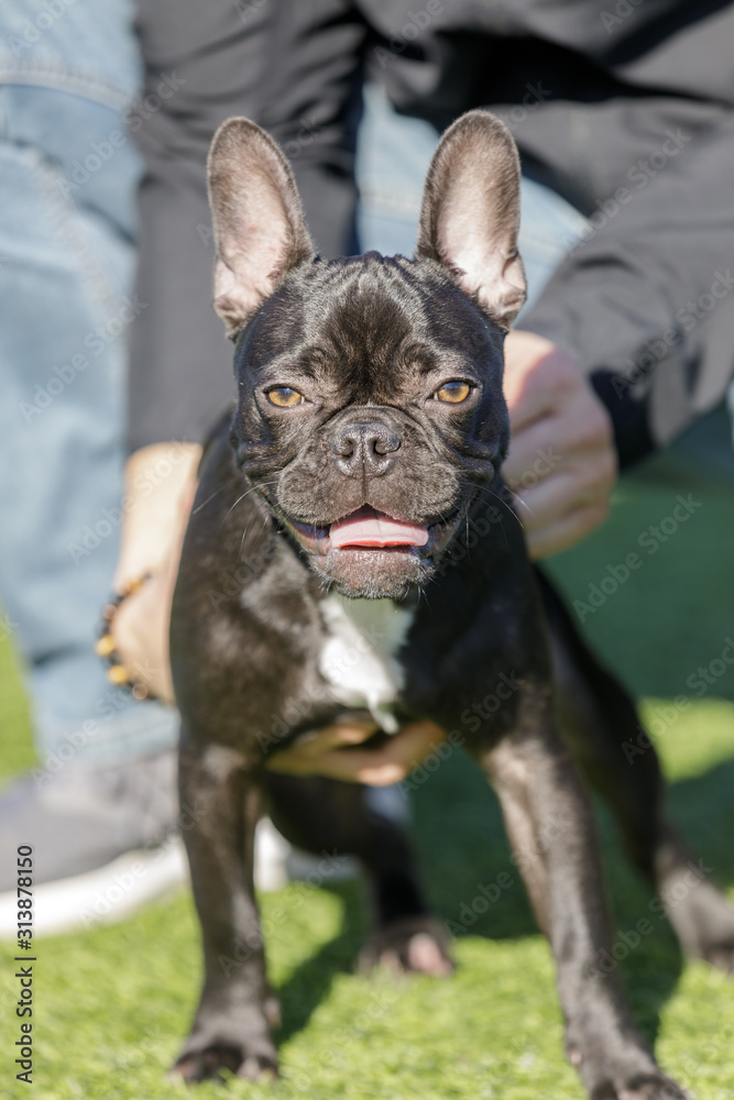 Black French Bulldog sitting and being held by its owner. Off-leash dog park in Northern California.