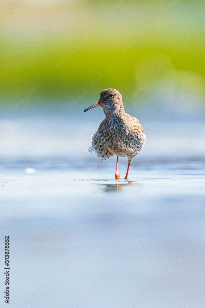 common redshank tringa totanus wading bird common redshank tringa totanus wading bird