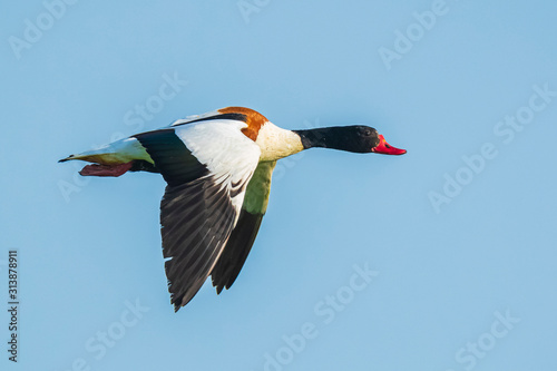 Common shelduck tadorna tadorna in flight