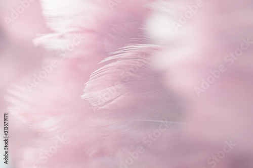 Image nature art of wings bird,Soft pastel detail of design,chicken feather texture,white fluffy twirled on transparent background wallpaper Abstract. Coral Pink color trends and vintage.
