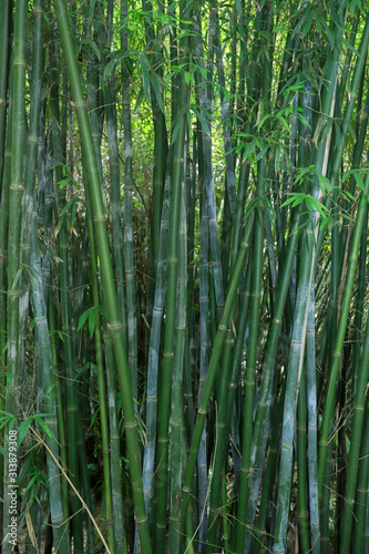 Photo bamboo