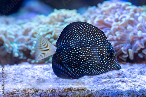 Juvenile Gem Tang (Zebrasoma gemmatum) beautiful marine fish from Mauritius photo