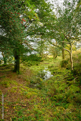 Killarney forest's string of water in Ireland