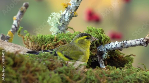 Eurasian Siskin feeds with sunflower seeds - Carduelis spinus - 4K video