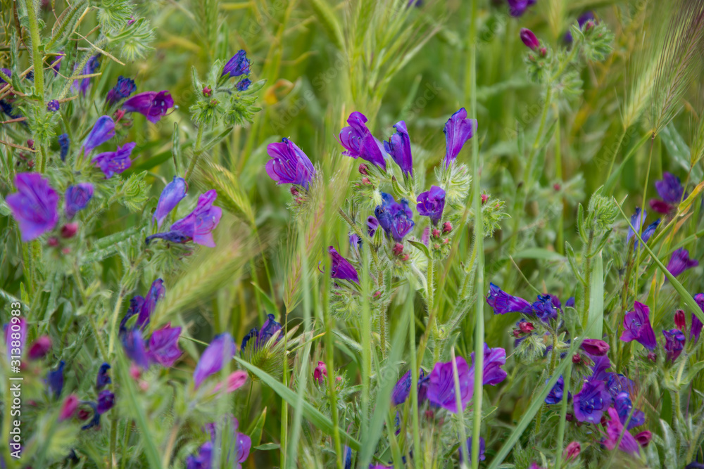 purple flower plant in the field. purple flower plant in the field.
