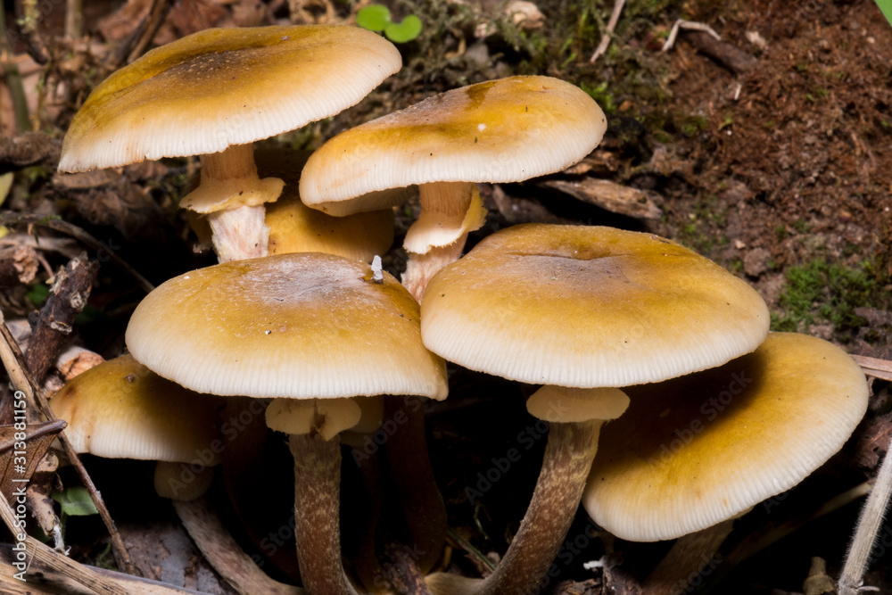 Macro photo of some mushrooms inside a forest Macro photo of some mushrooms inside a forest