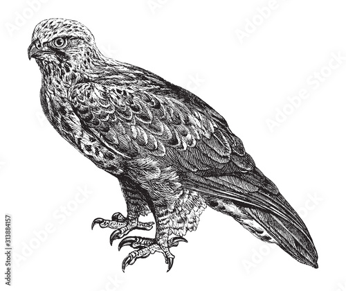 Rough-legged Hawk (Buteo lagopus) / vintage illustration from Brockhaus Konversations Lexikon 1908