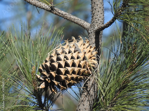 A large cone hanging from a branch on a coulter pine tree. photo