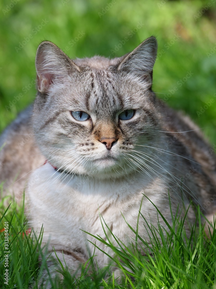 British taby yeux bleu