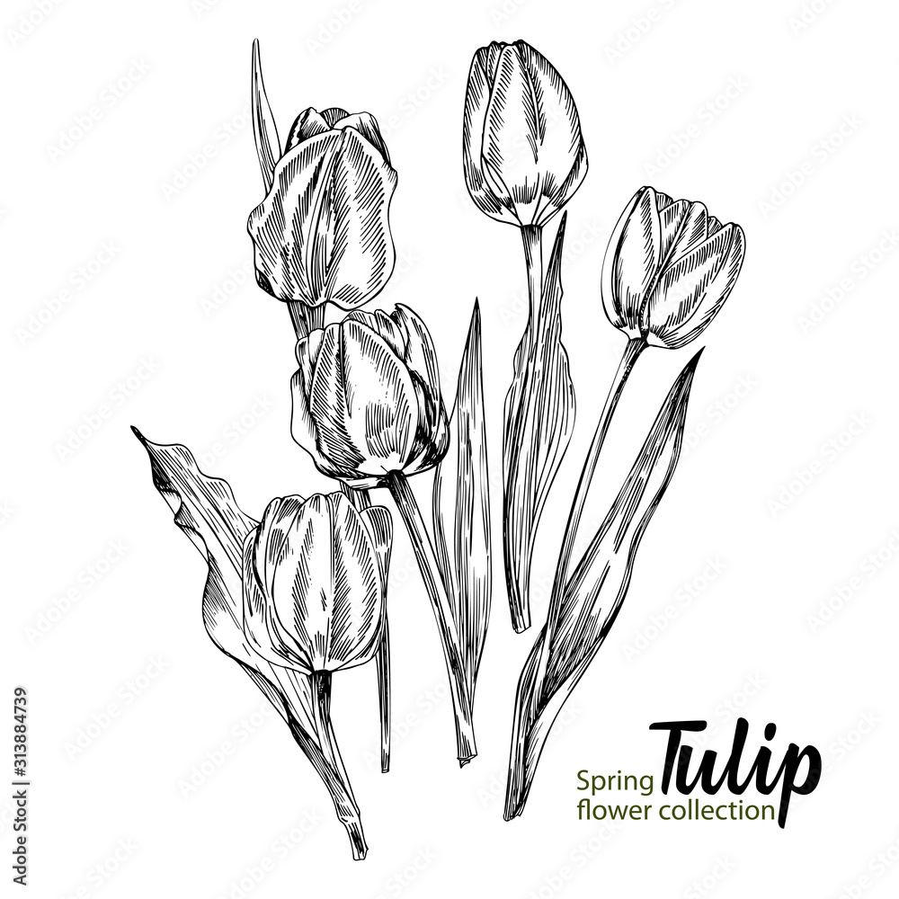 Fototapeta Spring flower tulips on white background. Line engraving drawing style. Realistic botanical nature floral sketch pattern for wedding greeting art decoration design.