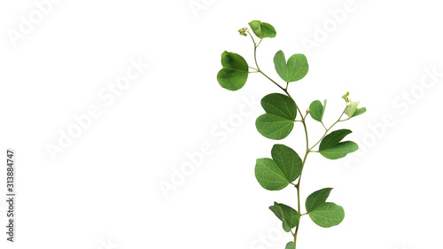 a branch of green leaves isolated on white background and plenty of space for text	