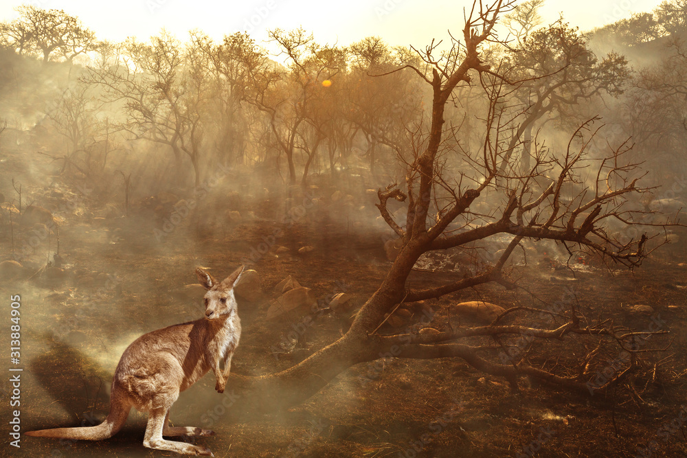 Composition about Australian wildlife in bushfires of Australia in 2020. Kangaroo with fire on background. January 2020 fire affecting Australia is considered the most devastating and deadly ever seen - obrazy, fototapety, plakaty 