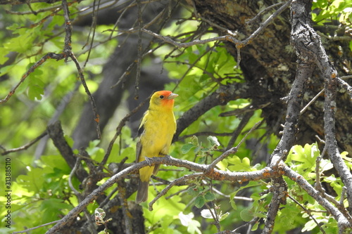 Western tanager, perched on a branch, in the Coconino National Forest, Mogollon Rim, Arizona.