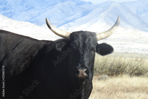 Black bull roaming the open range along highway 186, Cochise County, Arizona.