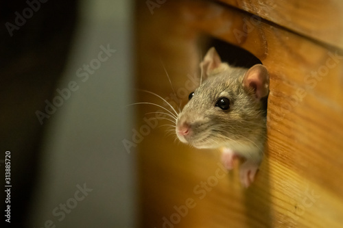 One rat looking out of a wooden box