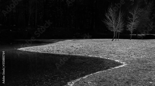 Trees onthe shore of the Merced River in Yosemite National Park