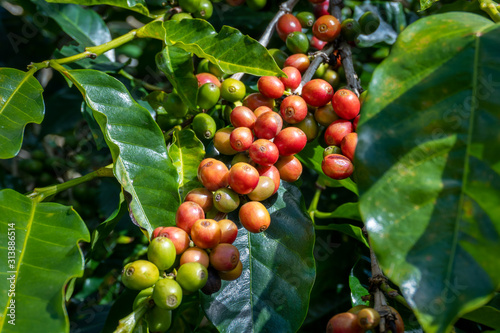 Fototapeta Naklejka Na Ścianę i Meble -  Costa Rica. Coffea fruits (Coffea arabica) on tree branches.