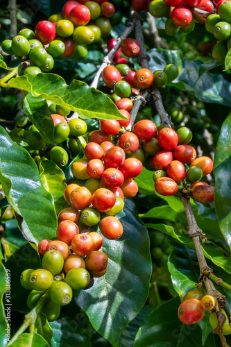 Costa Rica. Coffea fruits (Coffea arabica) on tree branches.