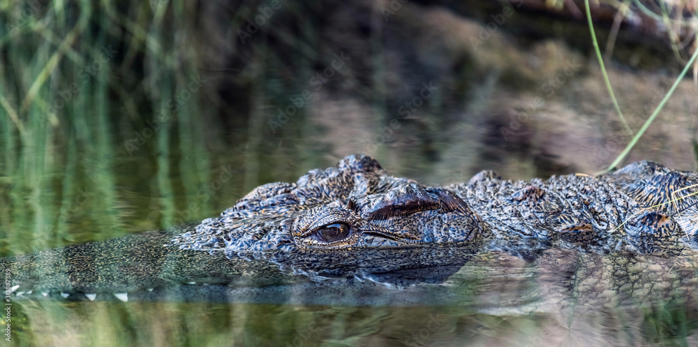 Wild Reptile Alligator in a River Wild Reptile Alligator in a River