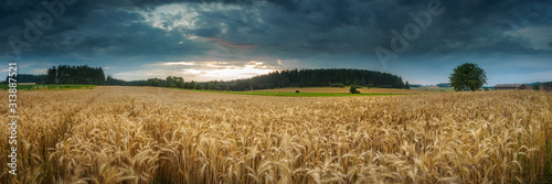 Evening mood at a grain field in the Waldviertel in Lower Austria