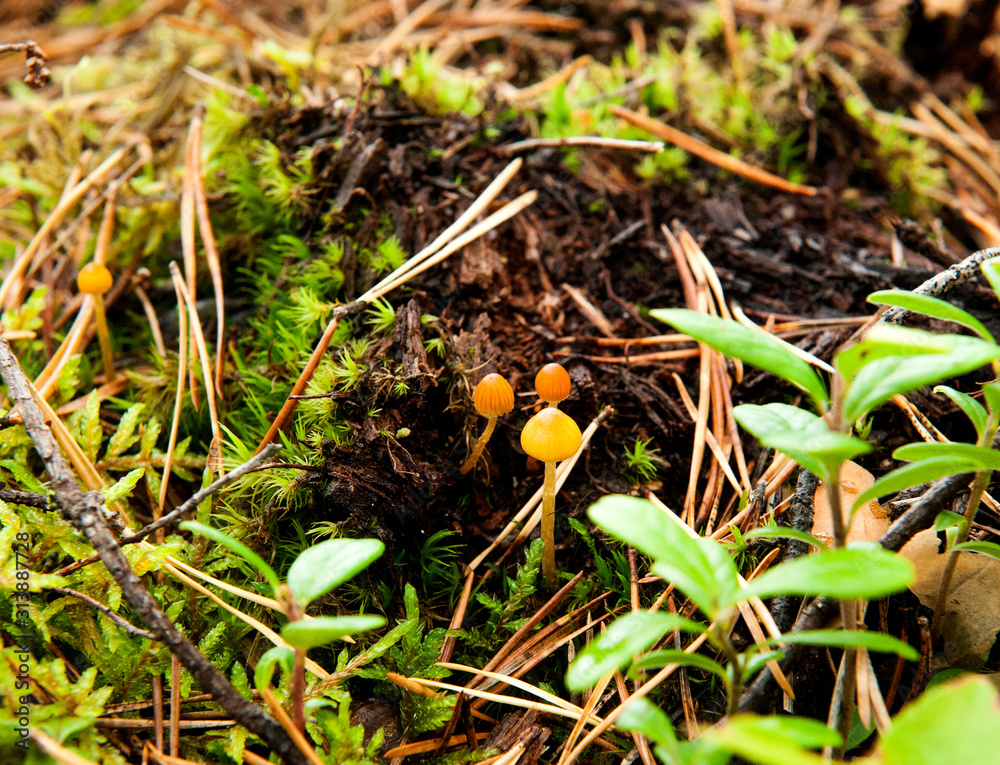 small inedible mushrooms, toadstools in the moss in the autumn forest close-up small inedible mushrooms, toadstools in the moss in the autumn forest close-up
