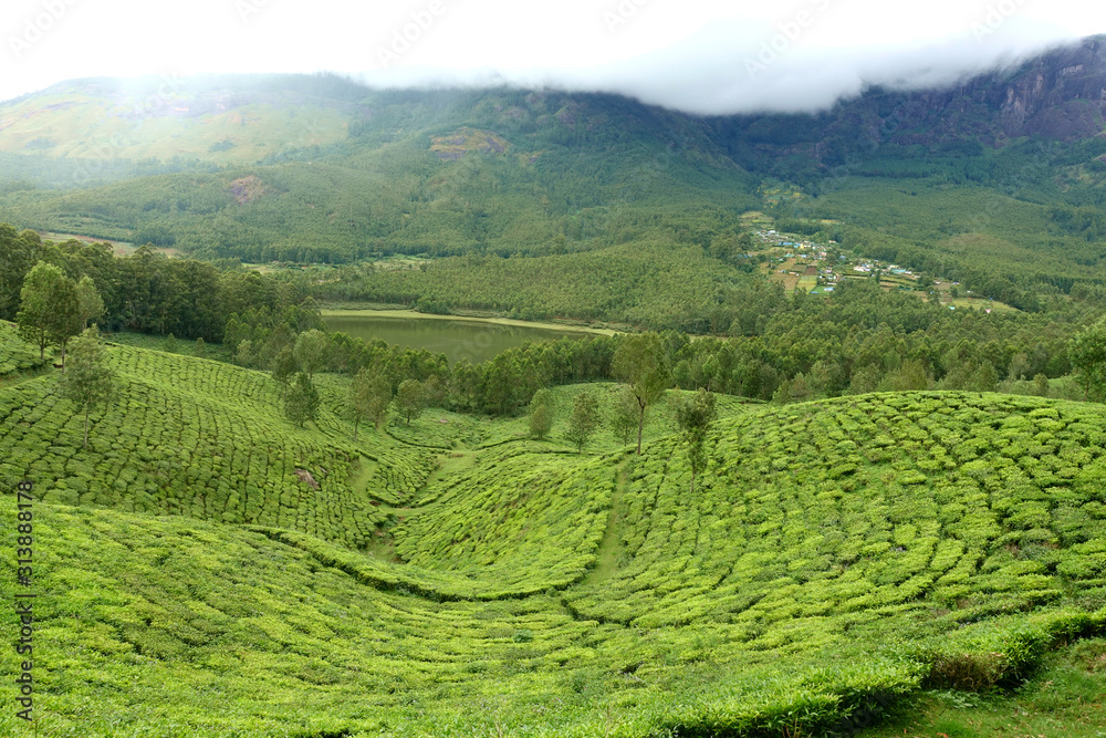 Tea plantation in Munnar on a foggy December day growing on a waved hill, Kerala, India