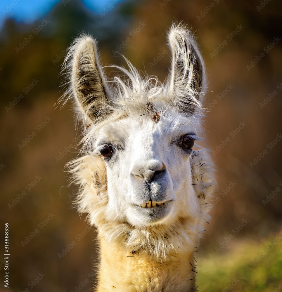 Fototapeta premium White Alert Alpaca Looking Back