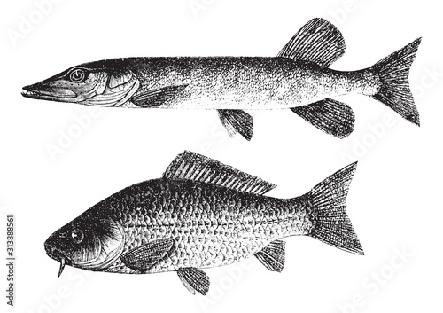Northern pike - Esox lucius (above) and Common carp - Cyprinus carpio (under) / vintage illustration from Brockhaus Konversations Lexikon 1908
