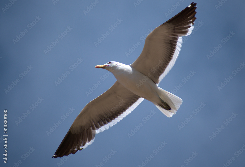 Obraz premium seagull