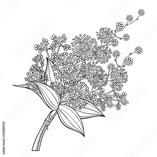 Bouquet of outline Mimosa or Acacia dealbata or silver wattle flower and leaves in black isolated on white background. 