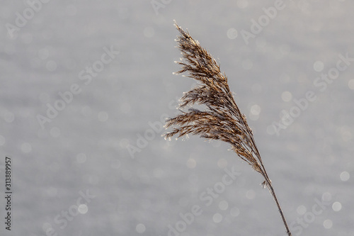 Dry yellow and white fluffy Phragmites australis cane seed head in winter is on the blurred gray background