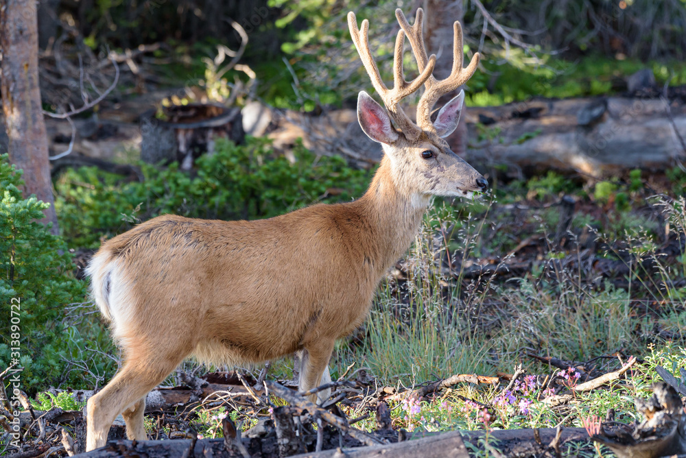 Fototapeta premium Wild Deer on the High Plains of Colorado