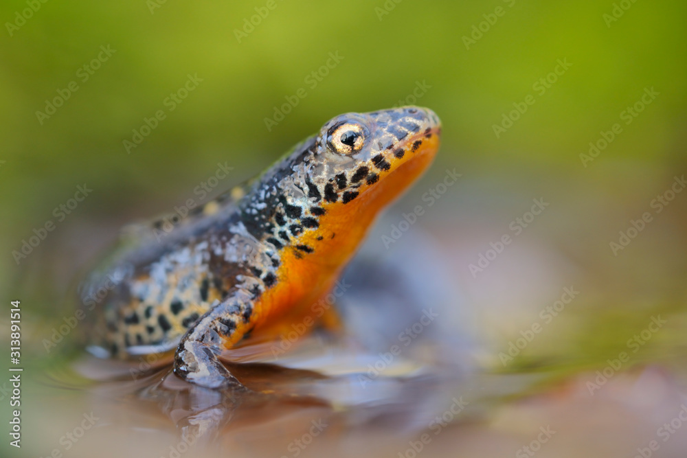 Obraz premium Bergmolch Triturus alpestris