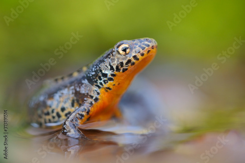 Bergmolch Triturus alpestris