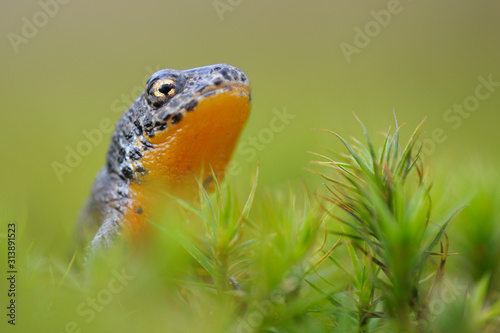 Bergmolch Triturus alpestris photo