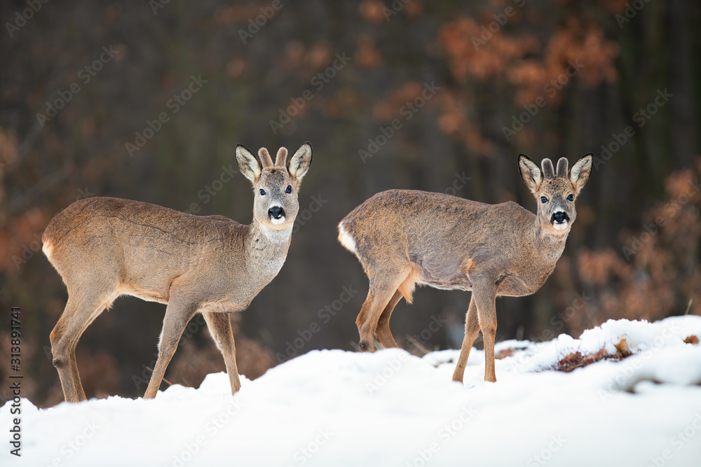 Obraz premium Two wild roe deer, capreolus capreolus, bucks watching in winter nature standing on snow. Young mammals with growing antlers covered in velvet in natural habitat.