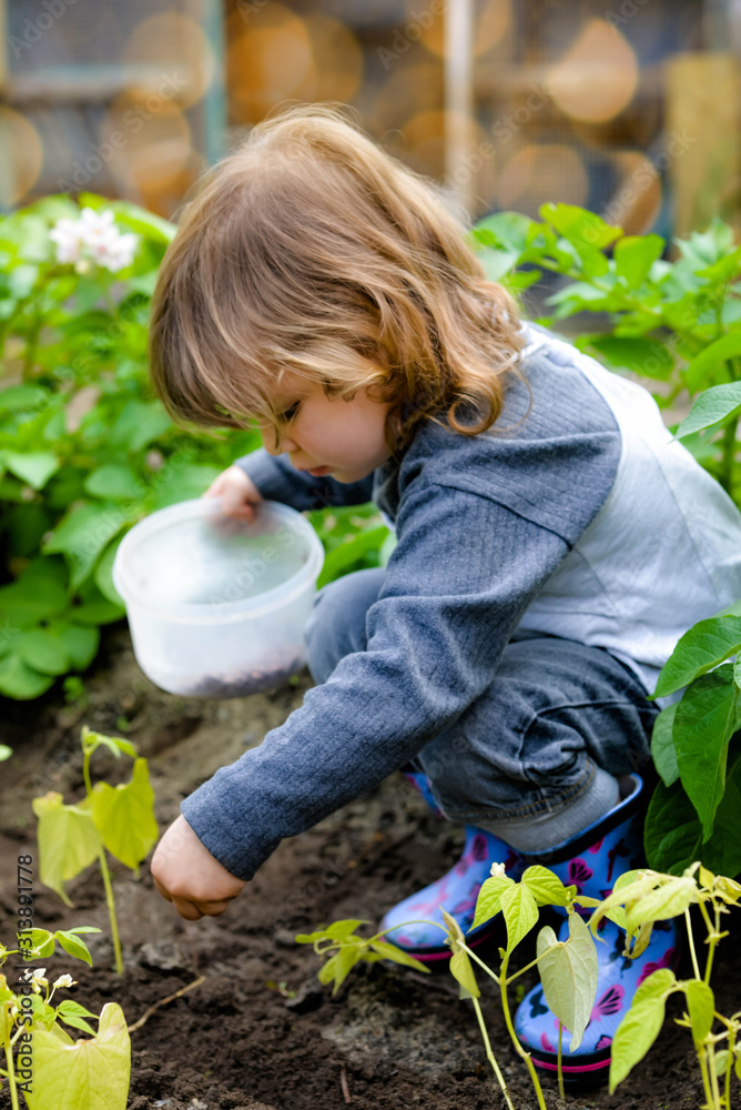 cute little girl planting seeds in vegetable patch cute little girl planting seeds in vegetable patch