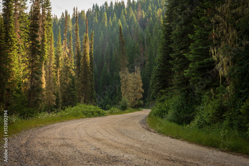 Remote, unpaved, winding country road in the dense forest.