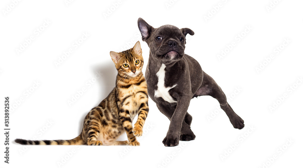cat and dog together on a white background