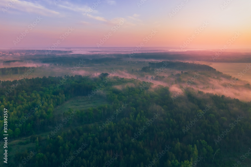 Fog in the morning in a pine forest with a view from above.