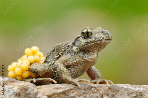Geburtshelferkröte Alytes sp
