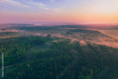 Fog in the morning in a pine forest with a view from above.