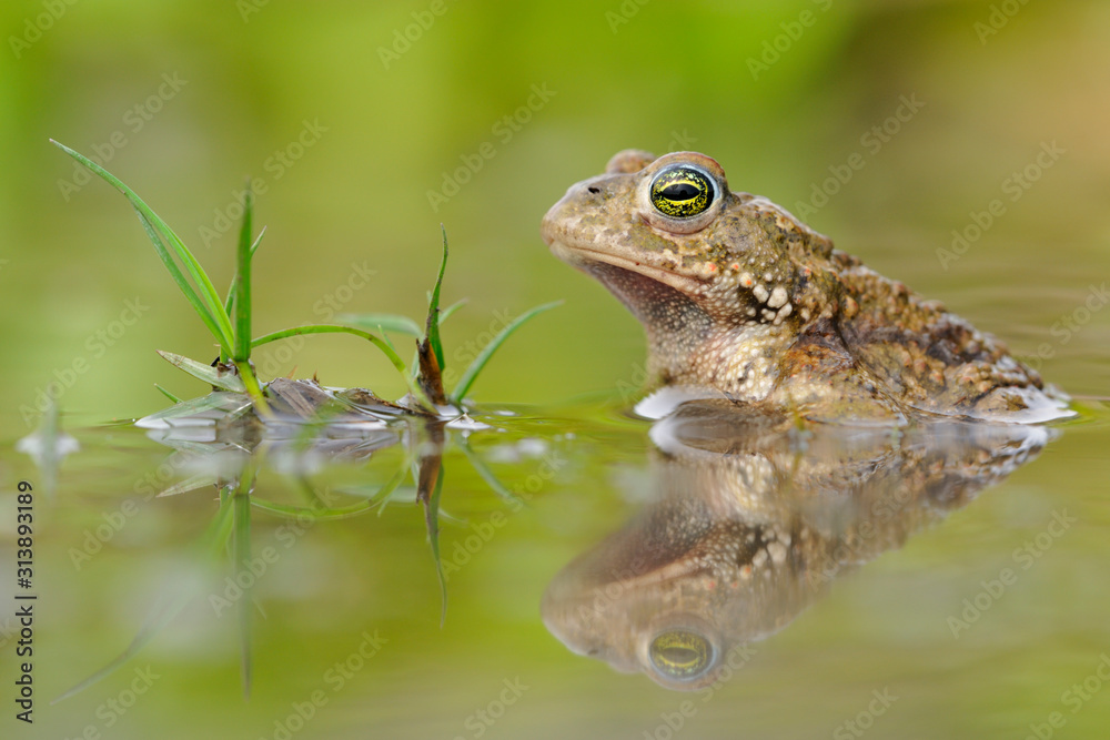 Kreuzkröte Bufo calamita Kreuzkröte Bufo calamita