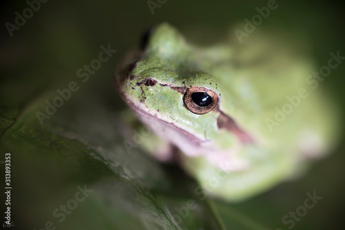  Hila arborea also called frog of San Antón