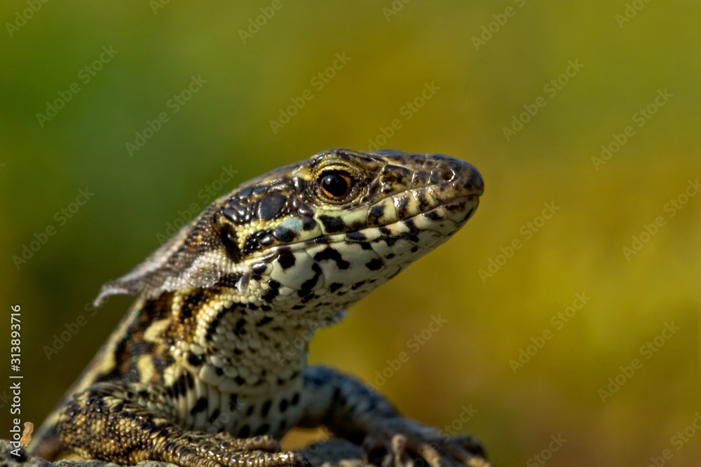Mauereidechse Podarcis muralis sp Mauereidechse Podarcis muralis sp