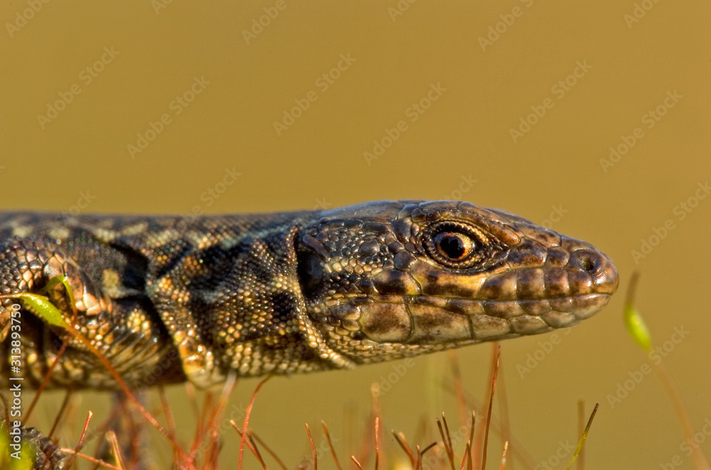 Naklejka premium Mauereidechse Podarcis muralis sp