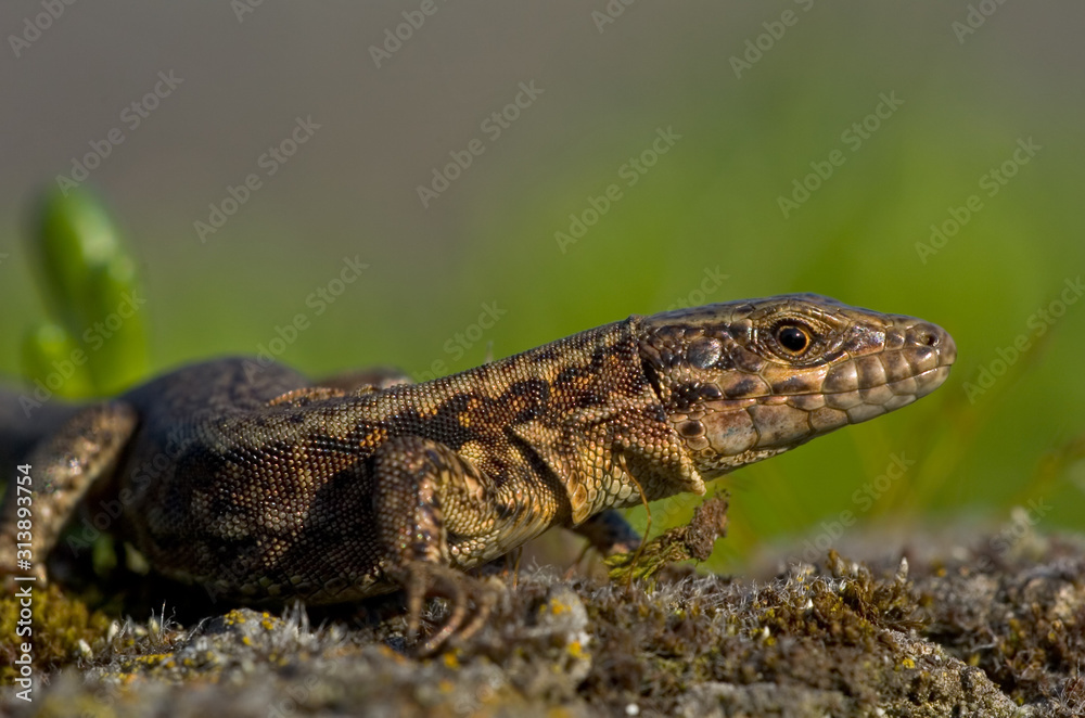 Mauereidechse Podarcis muralis sp Mauereidechse Podarcis muralis sp